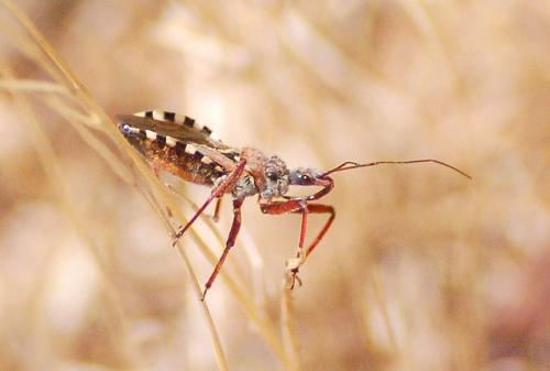 Réf. 188 305 : Rhynocoris erythropus