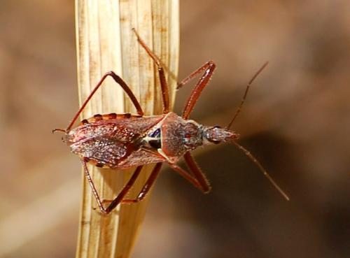 Réf. 188 368 : Rhynocoris erythropus
