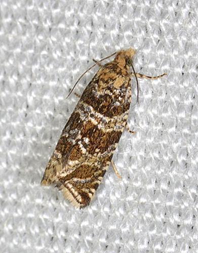 Celypha sp.