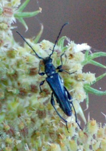 Stenopterus ater