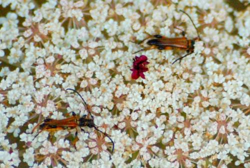 Stenopterus sp.