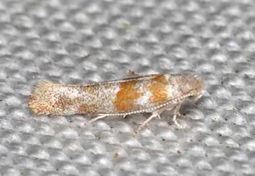 Cedestis gysseleniella