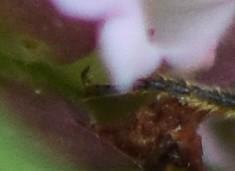 Megachile sp.