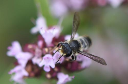 Réf. 188 176 : Megachile sp.