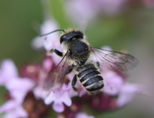 Réf. 188 175 : Megachile sp.