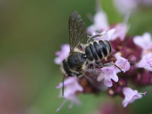Megachile sp.