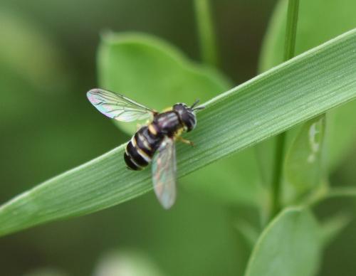 Réf. 188 398 : Paragus quadrifasciatus