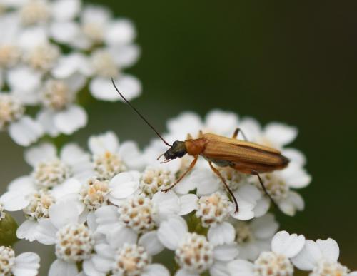 Oedemera podagrariae