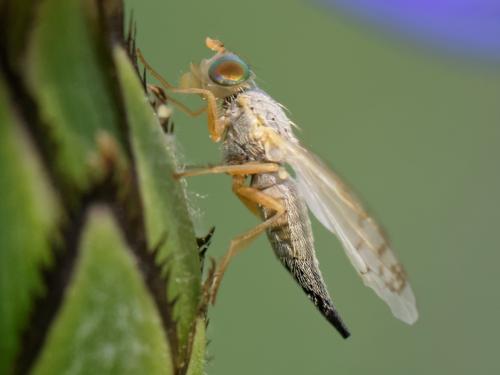 Réf. 188 069 : Acanthiophilus helianthi