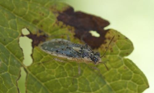 Brachycarenus tigrinus