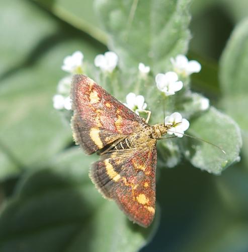 Réf. 188 808 : Pyrausta aurata