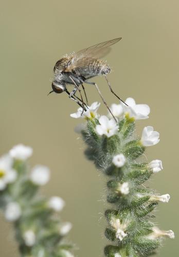 Geron sp.