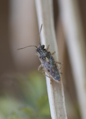 Brachycarenus tigrinus