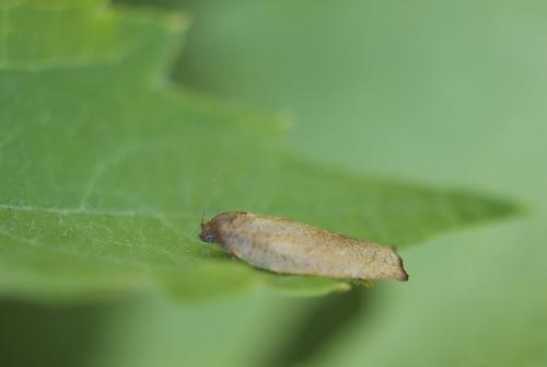 Cacoecimorpha pronubana