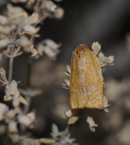 Cacoecimorpha pronubana