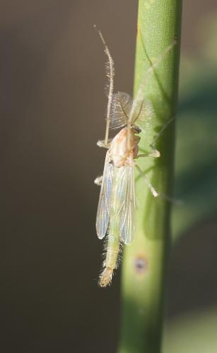 Chironomus sp.