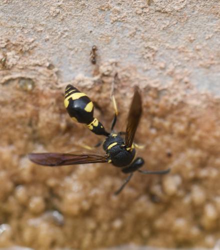 Eumenes sp.