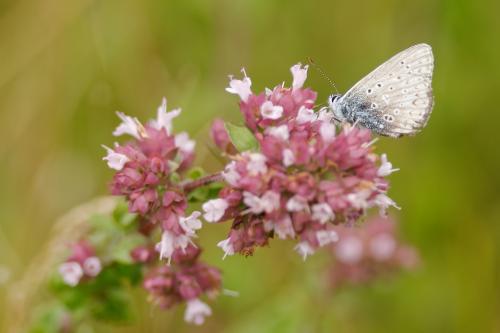 Polyommatus icarus