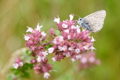 Polyommatus icarus