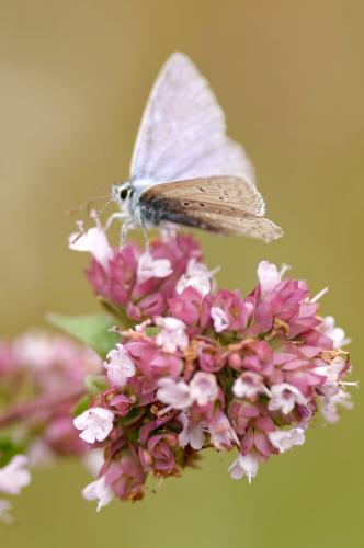 Polyommatus icarus