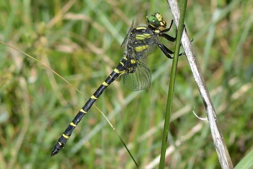 Réf. 188 361 : Cordulegaster bidentata