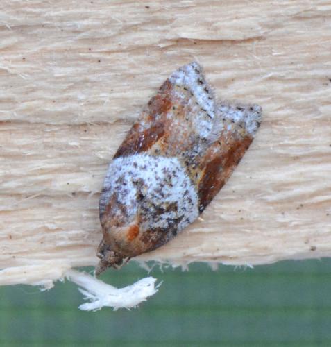Réf. 188 625 : Acleris laterana