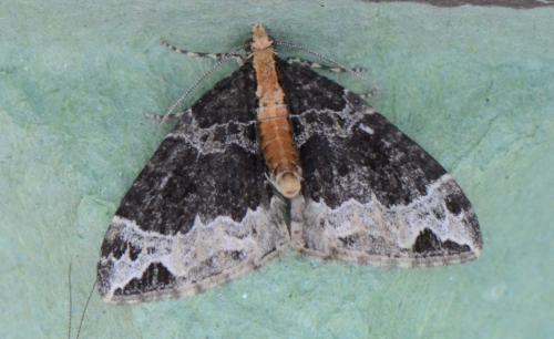 Réf. 188 613 : Ecliptopera capitata