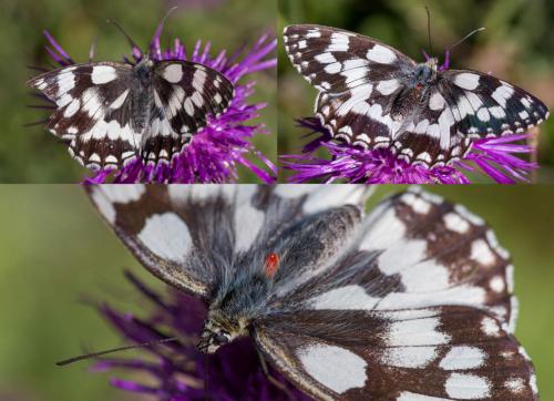 Melanargia galathea
