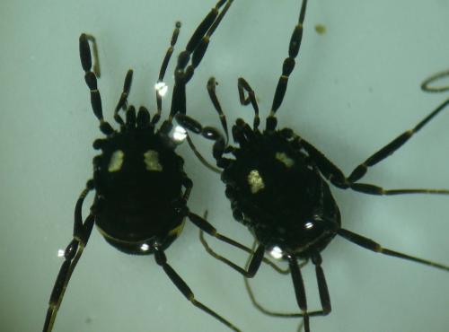 Nemastoma lugubre