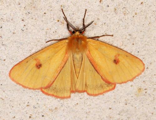Diacrisia sannio
