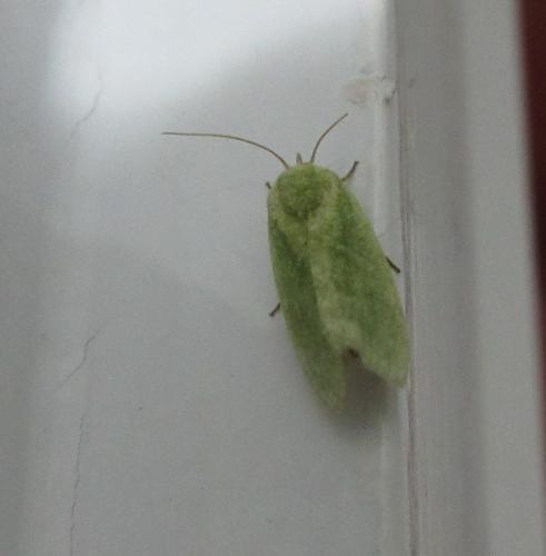 Earias insulana