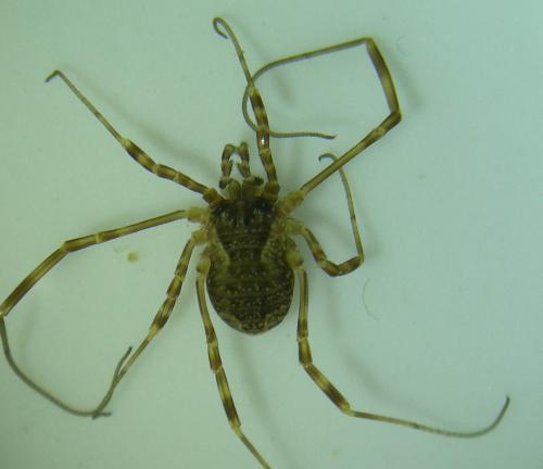 Réf. 188 828 : Oligolophus tridens