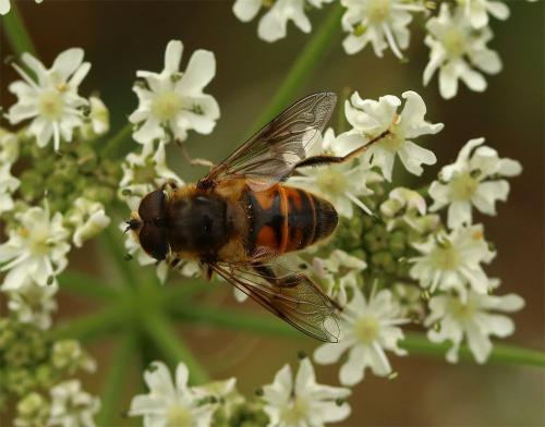 Eristalis tenax
