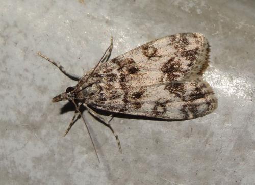 Réf. 188 502 : Eudonia lacustrata