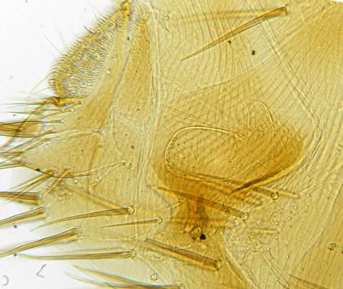 Réf. 188 631 : Ctenophthalmus assimilis