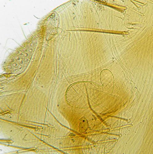 Ctenophthalmus assimilis