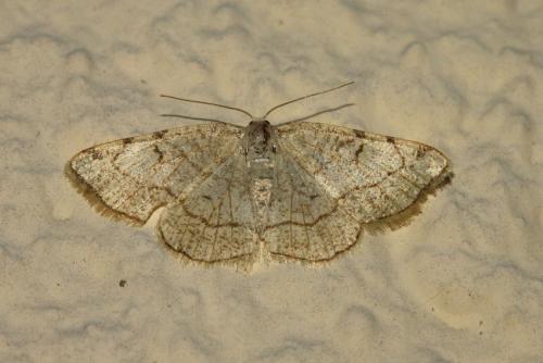 Réf. 188 997 : Stegania trimaculata