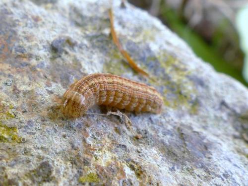 Réf. 188 867 : Mythimna albipuncta