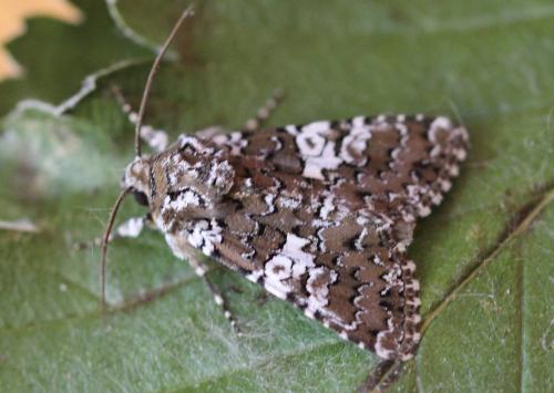 Réf. 188 807 : Hadena albimacula