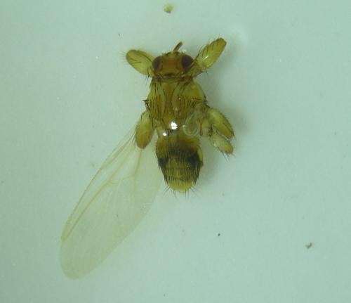 Lipoptena cervi