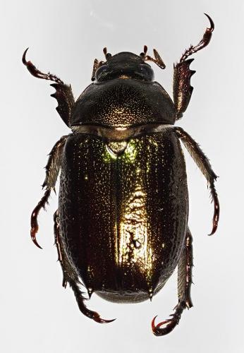 Hoplopelidnota metallica