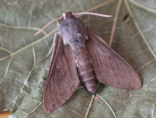 Hyles vespertilio