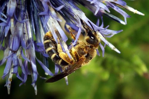 Réf. 188 603 : Halictus sp.