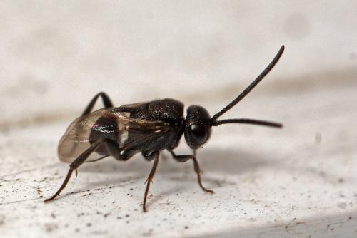 Réf. 188 571 : Brachygaster minutus