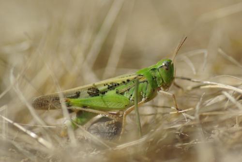 Réf. 188 927 : Aiolopus thalassinus thalassinus