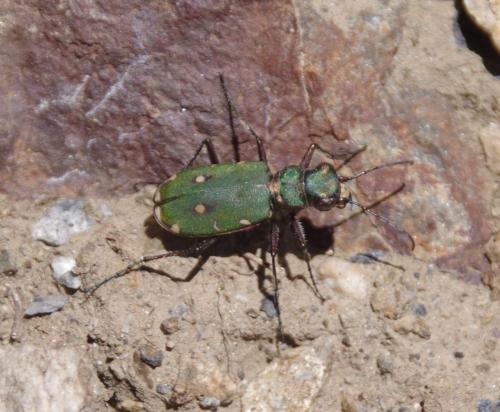 Cicindela campestris