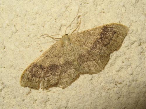 Réf. 188 256 : Idaea aversata
