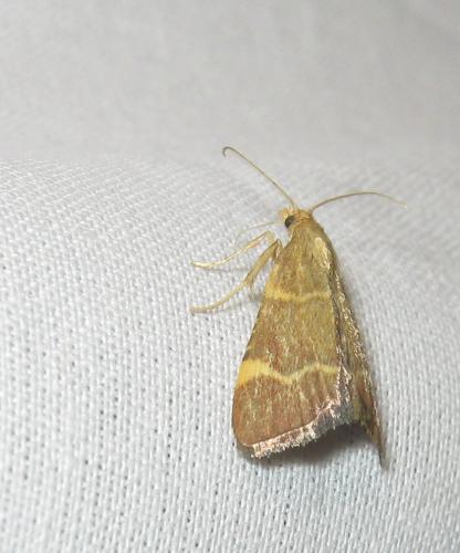 Réf. 188 615 : Hypsopygia rubidalis