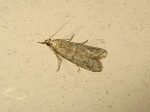 Réf. 188 245 : Ephestia sp.