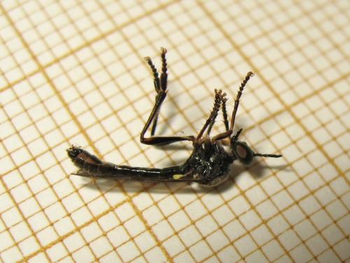 Dioctria hyalipennis